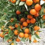Mandarinszüret a Neretva-völgyében