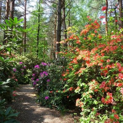 Jeli Arborétum – Rhododendron virágzás