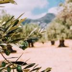 Olívaszüret a Krk-szigeten